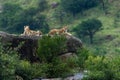 A pride of lions resting on kopjes at Serengeti National Park, Tanzania Royalty Free Stock Photo