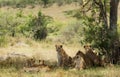 Pride of lions resting