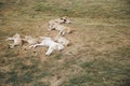 a pride of lions rests on the grass Royalty Free Stock Photo