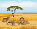 Pride lions in the savanna