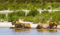 Pride of lions on shore of small pond. Serengeti, Africa
