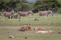 Pride of Lions sleeping in front of Zebras. Royalty Free Stock Photo