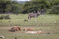 Pride of Lions sleeping in front of Zebras. Royalty Free Stock Photo