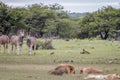 Pride of Lions sleeping in front of Zebras. Royalty Free Stock Photo