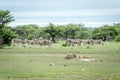 Pride of Lions sleeping in front of Zebras. Royalty Free Stock Photo