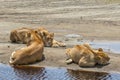 A pride of lions sleeping at a watering hole in Africa.