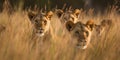 A pride of lions stalking their prey through the tall grass, concept of Predator and Prey Dynamics, created with