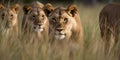 A pride of lions stalking their prey through the tall grass, concept of Predator and Prey Dynamics, created with