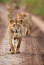 A pride of lions walking on murram road in Serengeti National Park, Tanzania Royalty Free Stock Photo