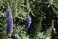 Pride of Madeira Echium candicans 1