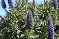 Pride of Madeira Echium candicans 2