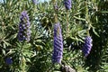 Pride of Madeira Echium candicans 3