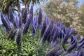 Pride-of-Madeira, Echium candicans, flowering near Padstow in Cornwall Royalty Free Stock Photo