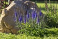 Pride of Madeira, Echium candicans