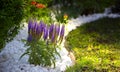 Pride of Madeira, Echium candicans