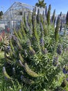 Pride of Madeira, Echium candicans, ornamental subshrub