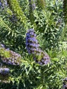 Pride of Madeira, Echium candicans, ornamental subshrub