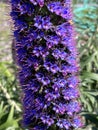Pride of Madeira, Echium candicans, ornamental subshrub