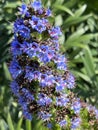 Pride of Madeira, Echium candicans, ornamental subshrub