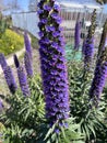 Pride of Madeira, Echium candicans, ornamental subshrub