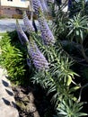 Pride of Madeira, Echium candicans, ornamental subshrub