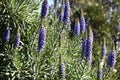 Pride of Madeira Echium candicans 4