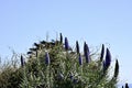 Pride of Madeira Echium candicans 5