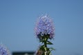 Pride of Madeira, (Echium Candidans L.f.) Royalty Free Stock Photo
