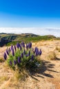 Pride of Madeira - Echium Fastuosum, Pico do Arieiro, Portugal, Europe