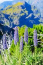 Pride of Madeira flower - Lat. Echium candicans or Echium fastuosum -against mountain blurred background.