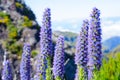 Pride of Madeira flower - Lat. Echium candicans or Echium fastuosum -against mountain blurred background. Royalty Free Stock Photo