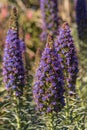 Pride of Madeira flowerheads