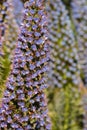 Pride of Madeira flowers in bloom