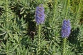 Pride of Madeira flowers (Echium Candicans) in light purple shad