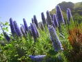 Pride of Madeira flowers growing wild