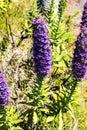 Pride of Madeira Flowers in the Mountains in the north of the Island of Madeira