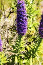 Pride of Madeira Flowers in the Mountains in the north of the Island of Madeira