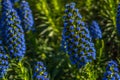 Pride of Madiera Echium candicans blue plant