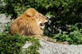 Pride profile of male lion resting on stone cliff at green bushes background