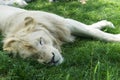 Pride of White Lions Royalty Free Stock Photo