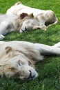 Pride of White Lions Royalty Free Stock Photo