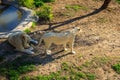 Pride of white lions at zoo Royalty Free Stock Photo