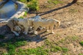 Pride of white lions at zoo Royalty Free Stock Photo