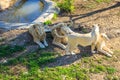 Pride of white lions at zoo Royalty Free Stock Photo