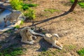 Pride of white lions at zoo Royalty Free Stock Photo