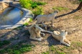 Pride of white lions at zoo Royalty Free Stock Photo