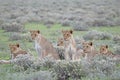 Pride of young lion, Etosha Royalty Free Stock Photo