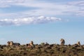 Pride of Young Lions in Kenya Africa