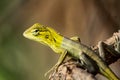 Prideful lizard standing still on a tree branch Royalty Free Stock Photo