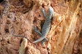 The Prideful lizard standing still on a tree branch Royalty Free Stock Photo